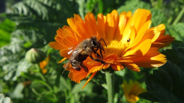 Mach' Deine Herzenssache 2019 - Die ausgewählten Projekte (Foto: Ebertsheimer Bildungsinitiative EBI e.V.) Mach' Deine Herzenssache 2019 - Die ausgewählten Projekte