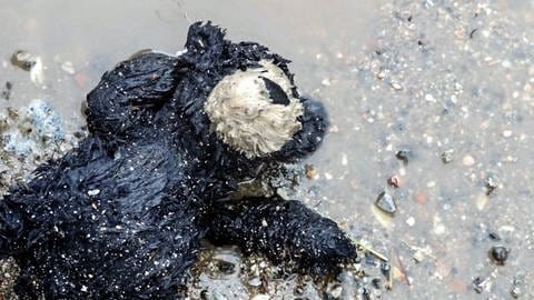 Teddybär ist überschwemmt von Wasser  (Foto: Herzenssache, Katharina Weiner)