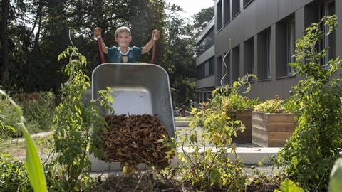 Junge kippt Schubkarre Mulch auf Schul-Acker (Foto: Katharina Kühnel)