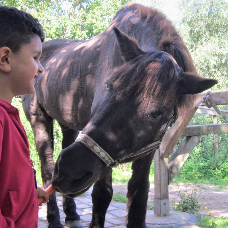 Hassan füttert Pferd (Foto: Herzenssache)